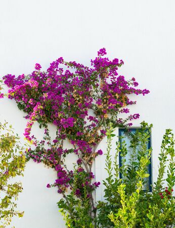Architecture Details of Greek Houses on Kos Island Greeceの写真素材