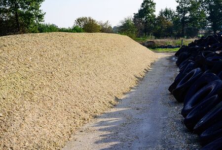 Corn crop, corn silage pile with tractor stuccoの写真素材