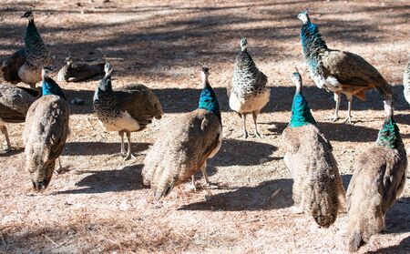Wild Colorful peacocks, in peacock forest Plaka on Kos Greeceの写真素材