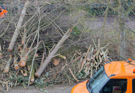 Tree care from a lift, branches are sawn off with a chainsaw