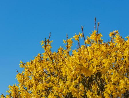 Forsythia blossom at the beginning of spring against a blue skyの写真素材