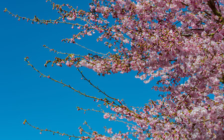 Cherry blossom in early spring against a blue sky