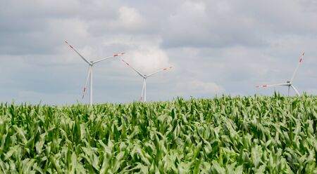 Big wind turbine behind a corn fieldの写真素材