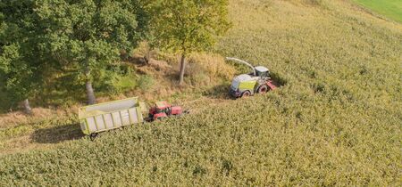 Corn harvest, corn forage harvester in action, harvest truck with tractorの写真素材
