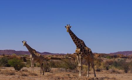 Giraffes in the nature reserve in National Park South Africaの写真素材