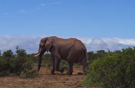Elephants in the nature reserve in National Park South Africaの写真素材