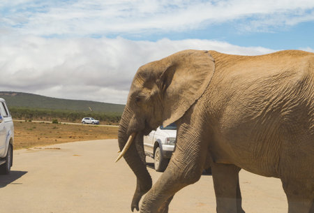 Elephants in the nature reserve in National Park South Africa