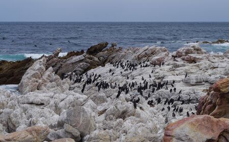 African penguins and cormorants on Boulders Beach in Simon's Town South Africaの写真素材