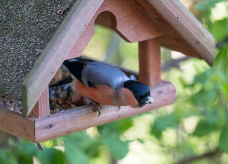 Bullfinch sits in a bird house and feeds on sunflower seedsの写真素材