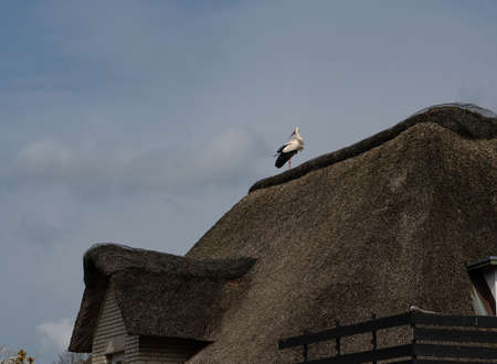 White stork stands on a roof of a residential buildingの写真素材