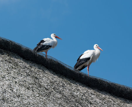 White stork stands on a roof of a residential building