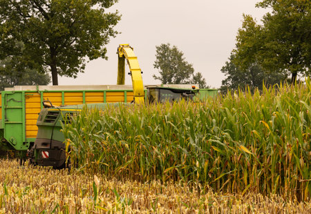 Agricultural machinery tractor and chopper during the corn harvest