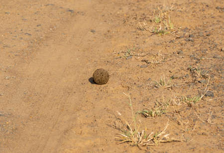 Dung beetle with dung ball in Hluhluwe National Park Nature Reserve South Africaの写真素材