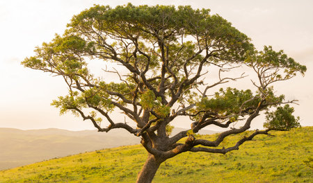 Hluhluwe Imfolozi Park Nature Reserve South Africa
