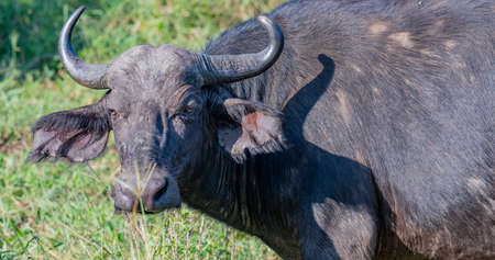 Cape Buffalo in the nature reserve Hluhluwe National Park South Africaの写真素材