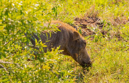 Warthog in the nature reserve Hluhluwe National Park South Africaの写真素材