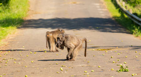 Baboon in the nature reserve Hluhluwe National Park South Africaの写真素材