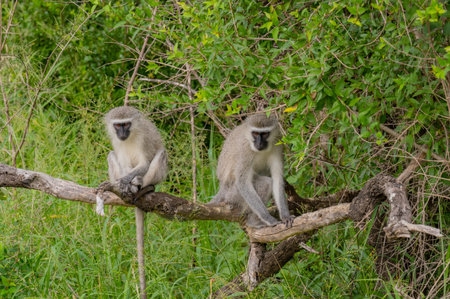 Green monkey in Hluhluwe National Park nature reserve South Africa