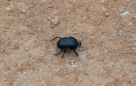 Dung beetle in the wild and savannah landscape of Africaの写真素材