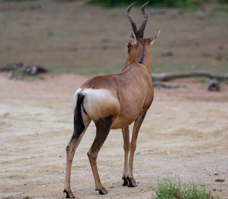 Red Hartebeest Antelope in the wild and savannah landscape of Africaの写真素材