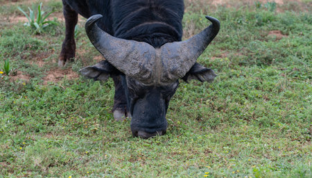 Cape buffalo in the wild and savannah landscape of Africaの写真素材