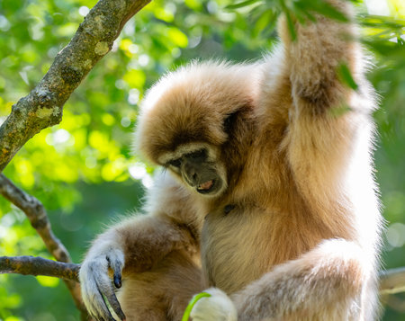 Gibbon at Monkeyland in Plettenberg Bay South Africaの写真素材