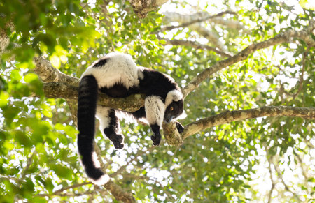 Black and white ruffed lemur at Monkeyland in Plettenberg Bay South Africa