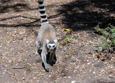 Ringtailed Lemurs at Monkeyland in Plettenberg Bay South Africa