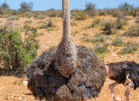 Body of an African ostrich at an ostrich farm in close-up South Africaの写真素材