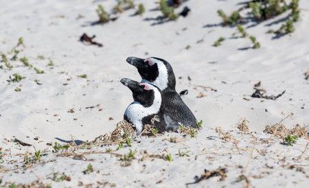 penguins at Boulders Beach in Simons Town South Africaの写真素材