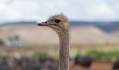 Ostrich at an ostrich farm closeup South Africa