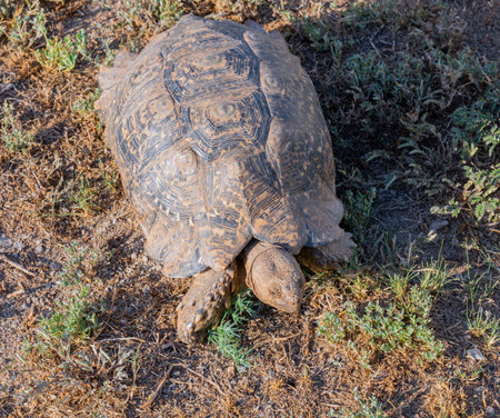 Leopard tortoise in the wild and savannah landscape of Africaの写真素材