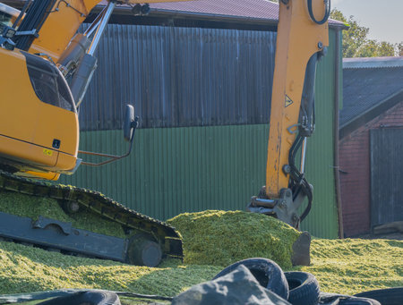 Excavator distributes corn on a corn silage during the corn harvestの写真素材
