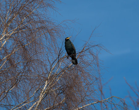 Cormorant resting on a treeの写真素材