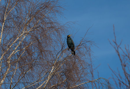 Cormorant resting on a treeの写真素材