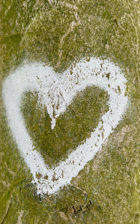 Painted heart on a tree bark for background useの写真素材