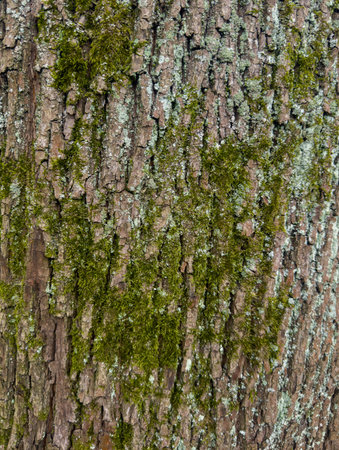 Old tree bark texture, for background useの写真素材