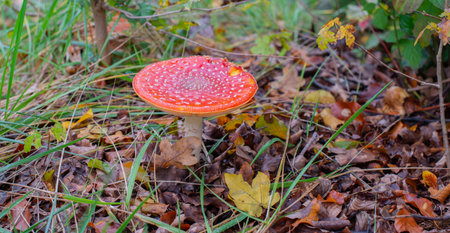 Fly agaric in a forest in autumnの写真素材