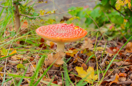 Fly agaric in a forest in autumnの写真素材