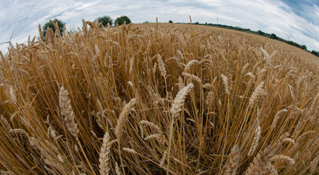 Fisheye perspective grain field with the grain variety barleyの写真素材