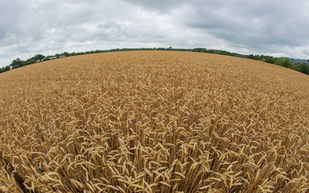 Fisheye perspective grain field with the grain variety barleyの写真素材