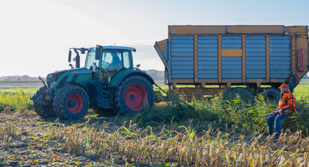 A farmer controls a corn field for wild animals roaming free during the corn harvestの写真素材
