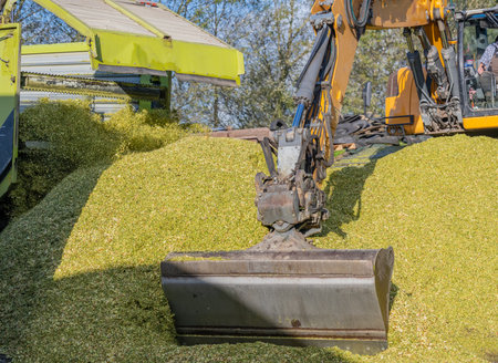 Excavator distributes corn on a corn silage during the corn harvestの写真素材