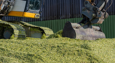 Excavator distributes corn on a corn silage during the corn harvest