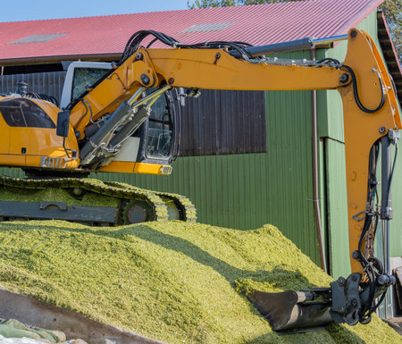 Excavator distributes corn on a corn silage during the corn harvestの写真素材