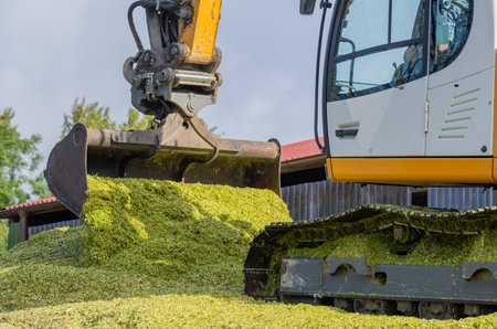 Excavator distributes corn on a corn silage during the corn harvestの写真素材
