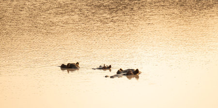 Hippos called hippopotamus - hippo, in Kruger National Park South Africa