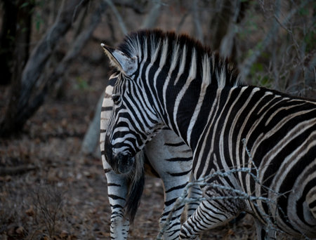 Plains zebra in the bush of Kruger National Park South Africaの写真素材