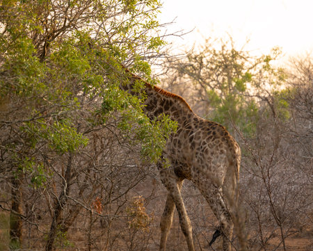 Giraffe in the bush of Kruger National Park South Africaの写真素材