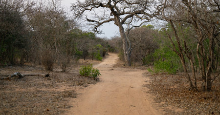 Landscape - Flora Botany Bush in Kruger National Parkの写真素材